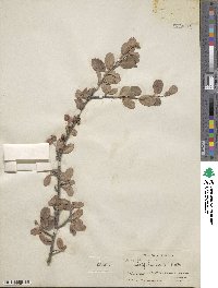 Amelanchier alnifolia image