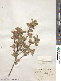 Amelanchier alnifolia image