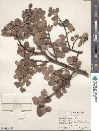 Amelanchier alnifolia image