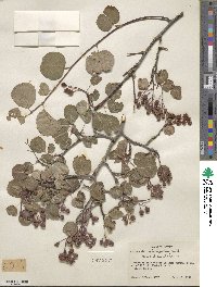 Amelanchier alnifolia image