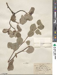 Amelanchier alnifolia image