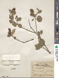 Amelanchier alnifolia image