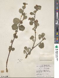 Amelanchier alnifolia image