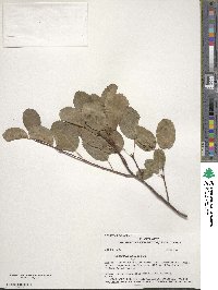 Amelanchier alnifolia image