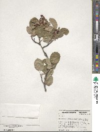 Amelanchier alnifolia image