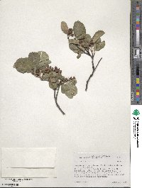 Amelanchier alnifolia image