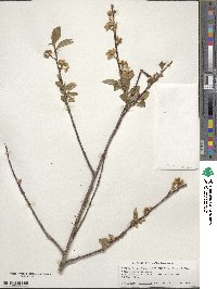 Amelanchier alnifolia image