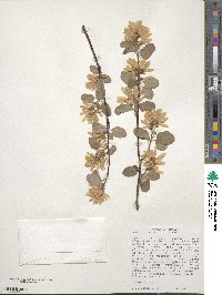 Amelanchier alnifolia image