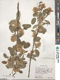 Amelanchier alnifolia image