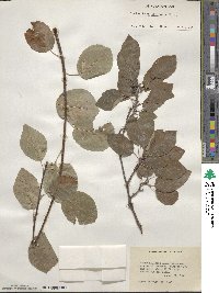 Amelanchier alnifolia image