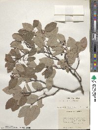 Amelanchier alnifolia image