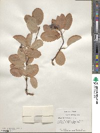 Amelanchier alnifolia image