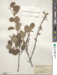 Amelanchier alnifolia image