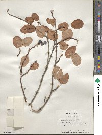 Amelanchier alnifolia image