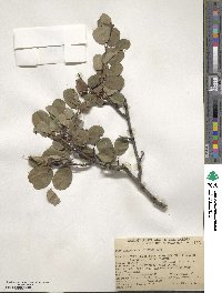 Amelanchier alnifolia image