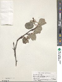 Amelanchier alnifolia image