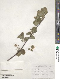 Amelanchier alnifolia image