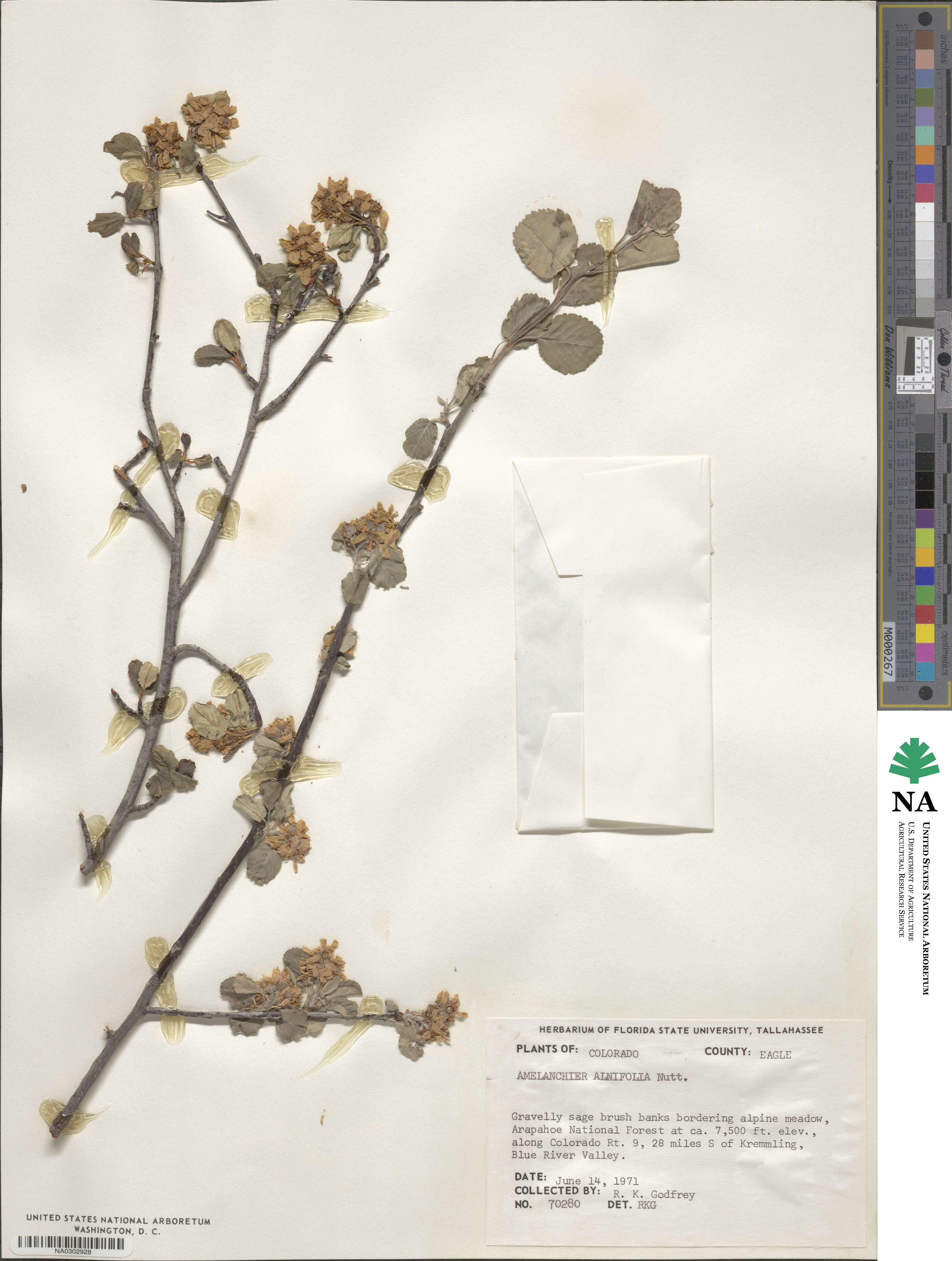 Amelanchier alnifolia image