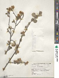 Amelanchier alnifolia image