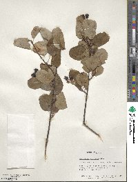 Amelanchier alnifolia image