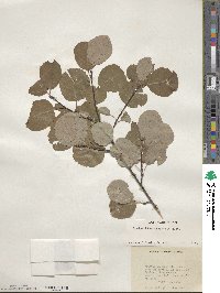 Amelanchier alnifolia image