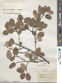 Amelanchier alnifolia image