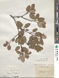 Amelanchier alnifolia image