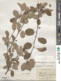 Amelanchier alnifolia image