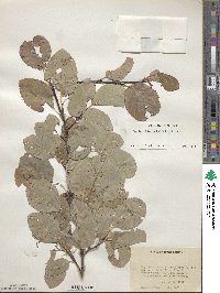 Amelanchier alnifolia image