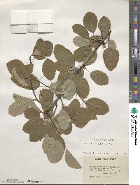 Amelanchier alnifolia image