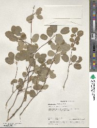 Amelanchier alnifolia image