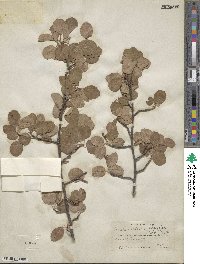 Amelanchier alnifolia image