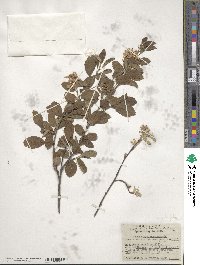 Amelanchier alnifolia image