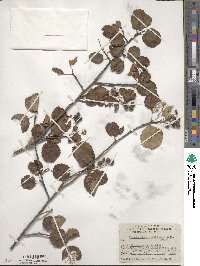 Amelanchier alnifolia image