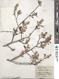 Amelanchier alnifolia image