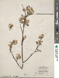 Amelanchier alnifolia image