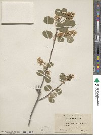 Amelanchier alnifolia image