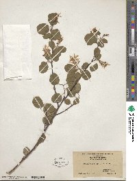 Amelanchier alnifolia image