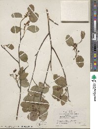 Amelanchier alnifolia image