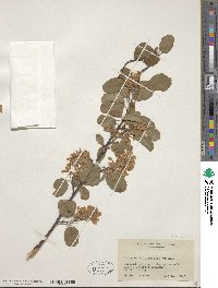 Amelanchier alnifolia image