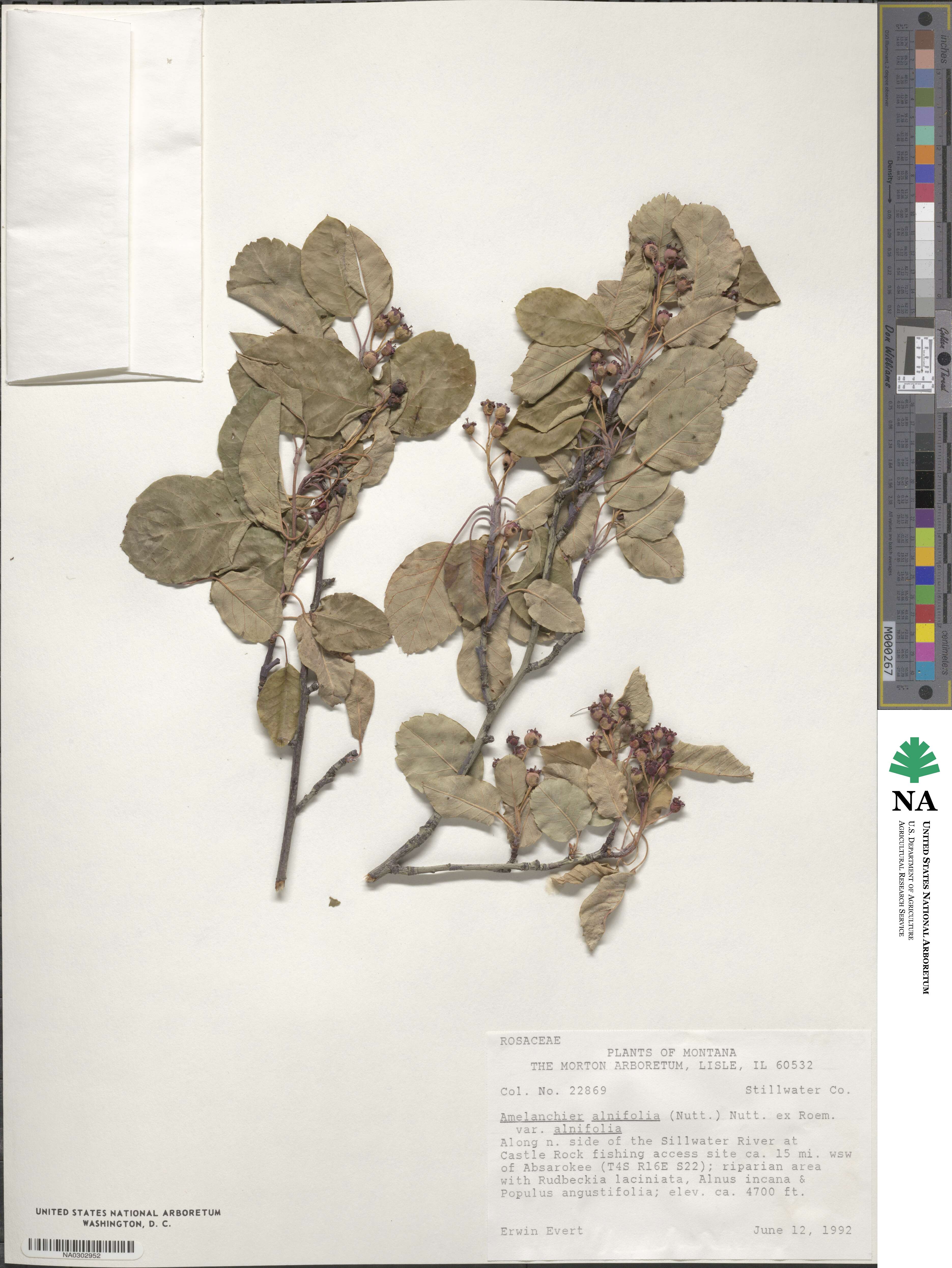 Amelanchier alnifolia image