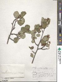 Amelanchier alnifolia image