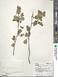 Amelanchier alnifolia image