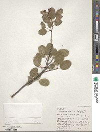 Amelanchier alnifolia var. cusickii image