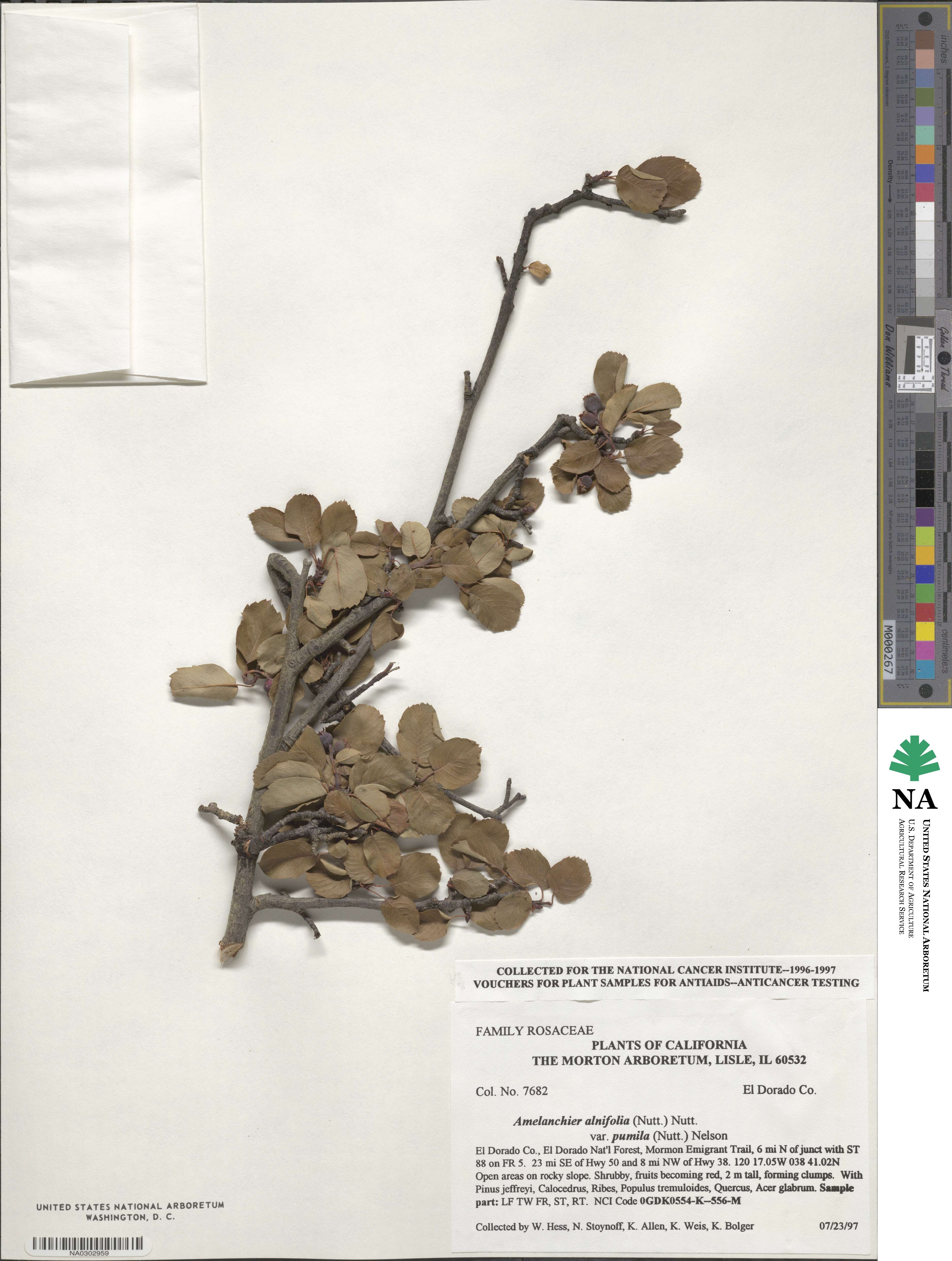 Amelanchier pumila image