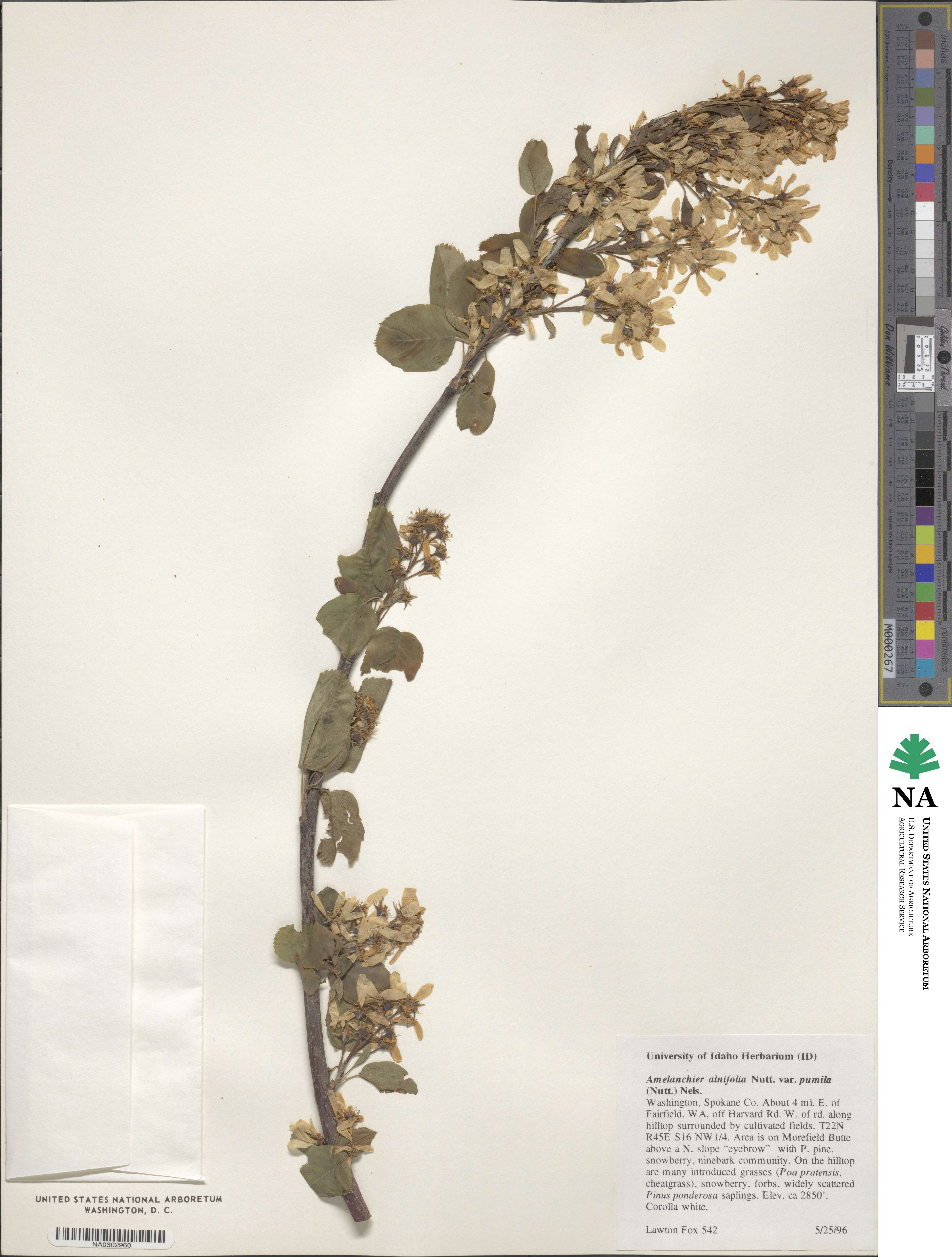 Amelanchier pumila image