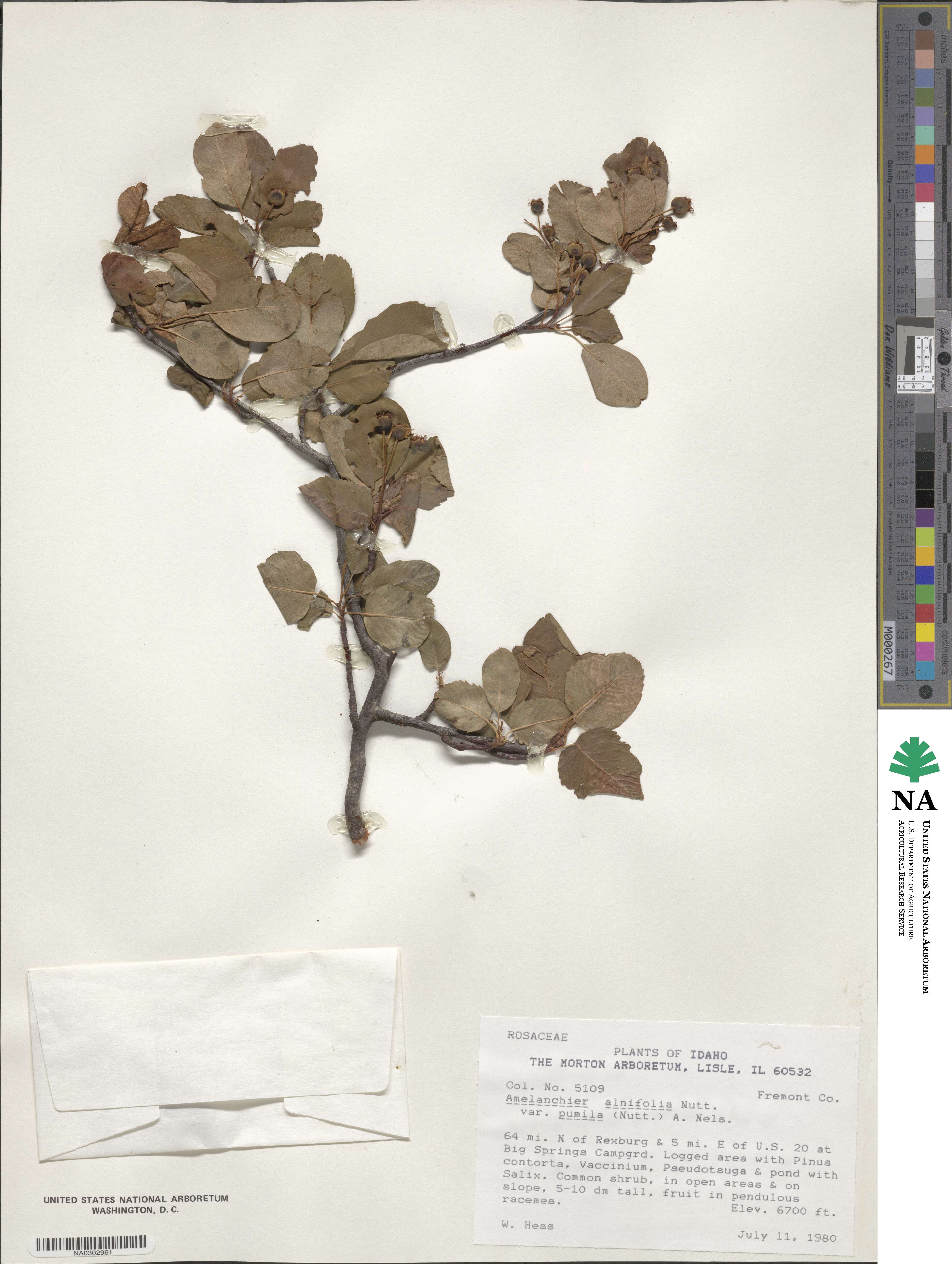 Amelanchier pumila image