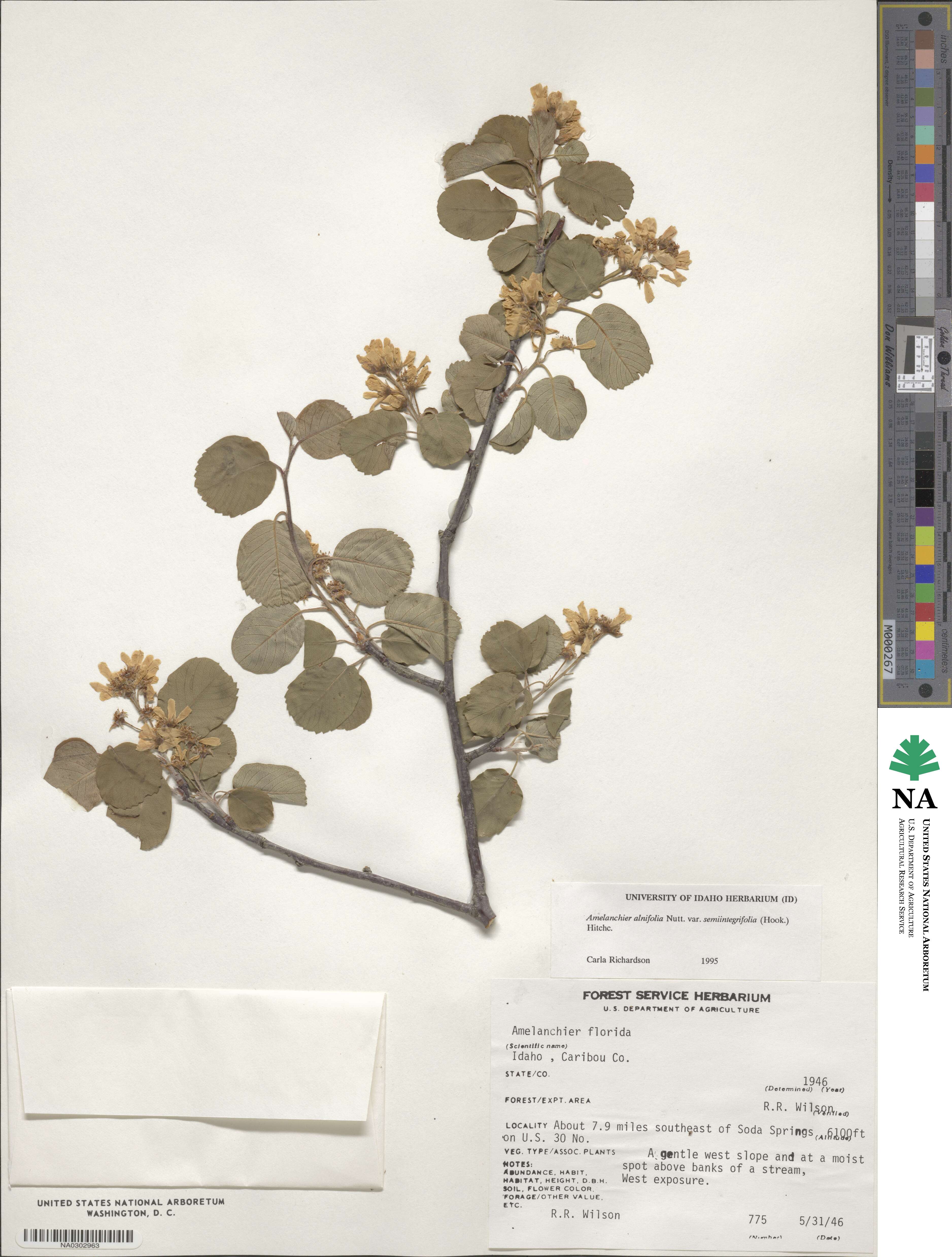 Amelanchier alnifolia var. semiintegrifolia image