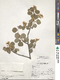 Amelanchier alnifolia var. semiintegrifolia image