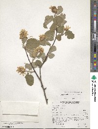 Amelanchier alnifolia var. semiintegrifolia image